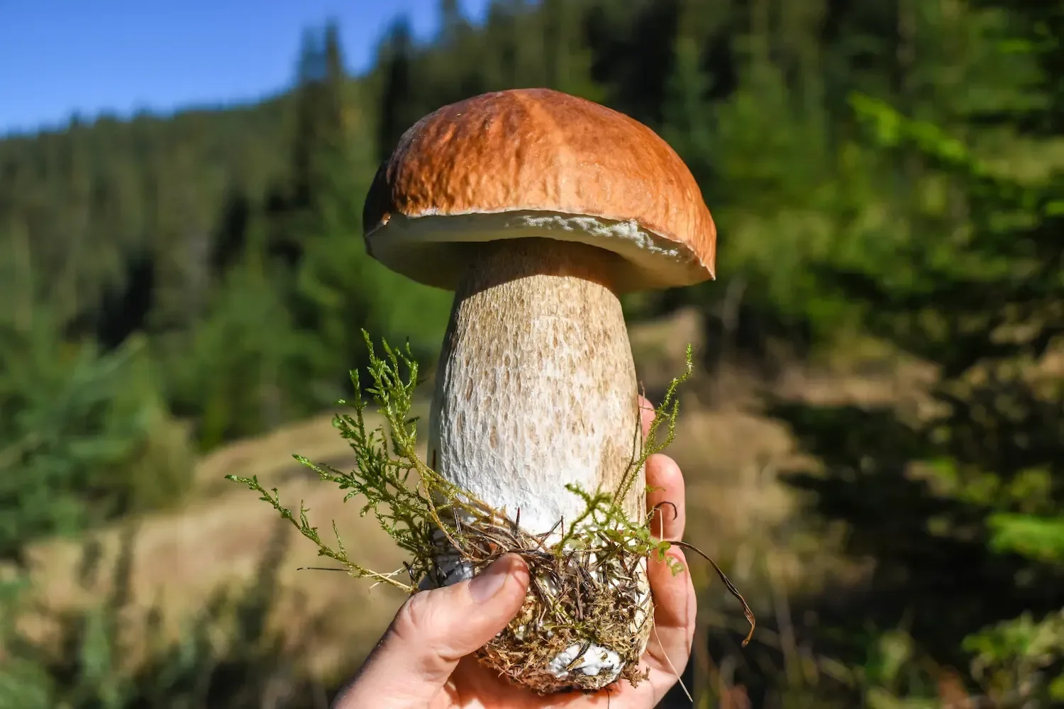 Cèpe de Bordeaux entier tenu dans la main, pied clair avec un fin réseau blanc, en lisière de forêt