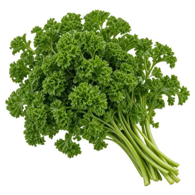 Illustration d’un bouquet de persil frisé aux feuilles très découpées et bouclées