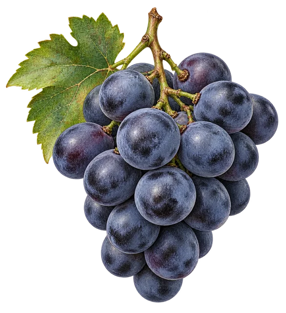 Illustration d’une grappe de raisin aux gros grains ronds bleu-noir pruinés avec une feuille de vigne ; représentation, cépage non certifié