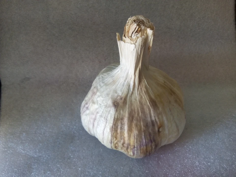 Ail violet de Cadours selon la description du photographe.