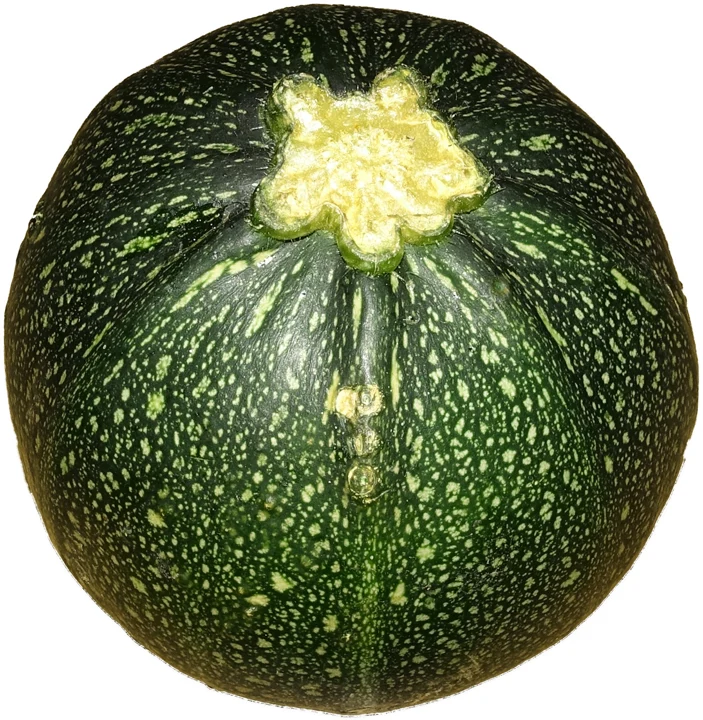 Courgette ronde, cultivar non précisé