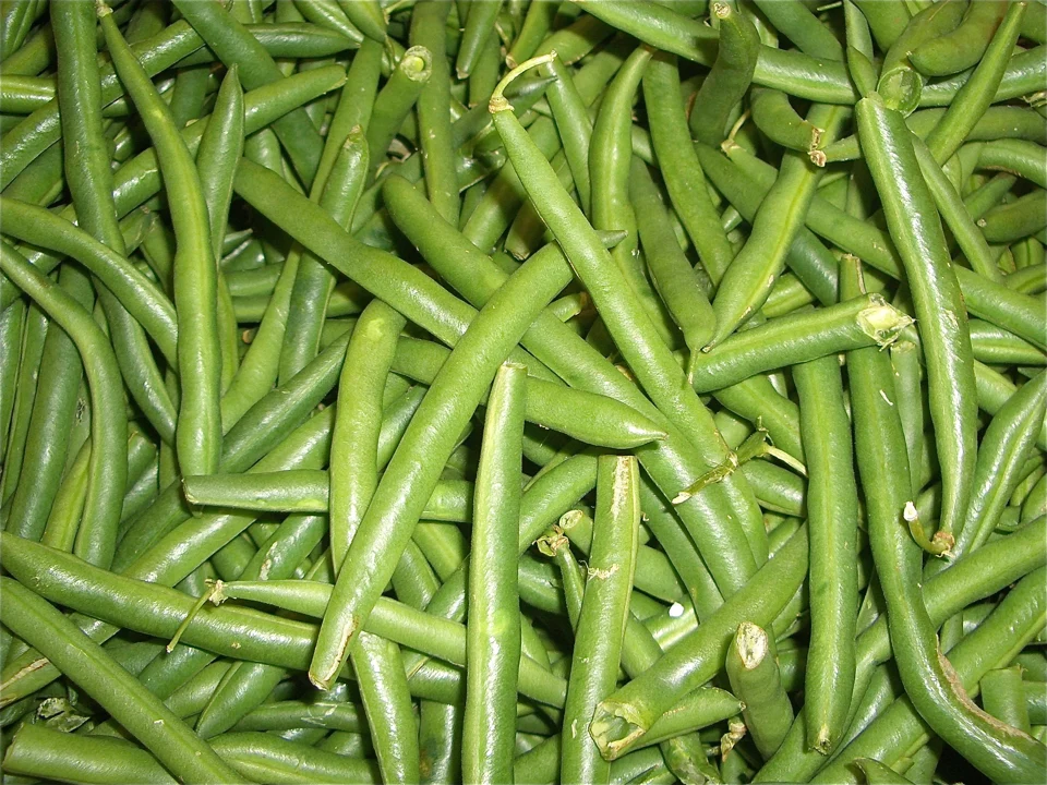 Haricots verts, Phaseolus vulgaris, explicitement identifiés par la photographe ; calibre et cultivar non précisés.