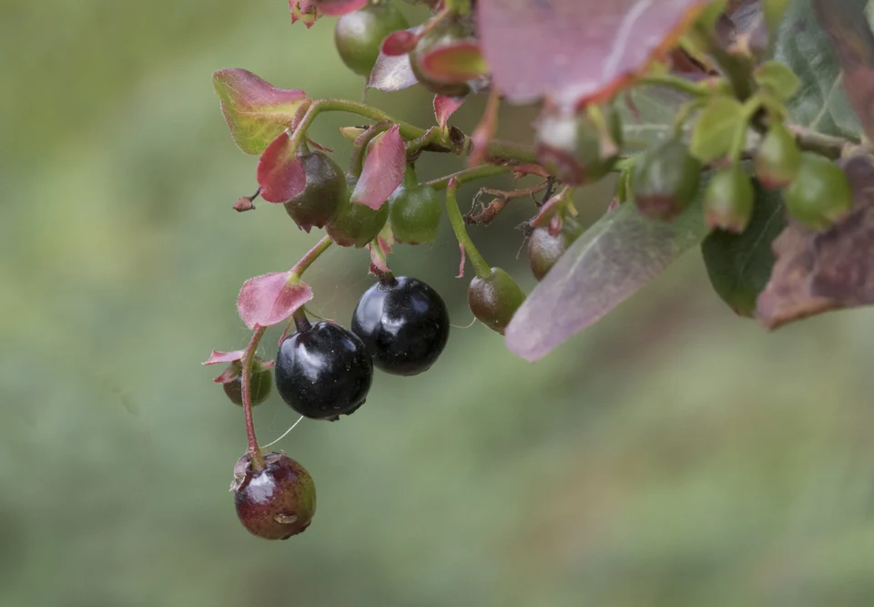 Vaccinium myrtillus, espèce et baies identifiées par l’auteur ; photo prise en Turquie.