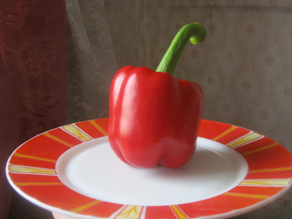 Poivron rouge de type bell pepper ; forme carrée visible, cultivar non précisé.