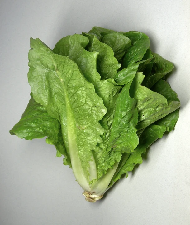 Lactuca sativa var. longifolia explicitement identifiée par le photographe.