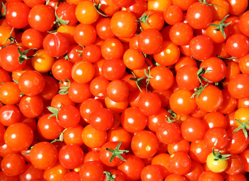 Tomates cerises Super Sweet 100 selon la description du photographe